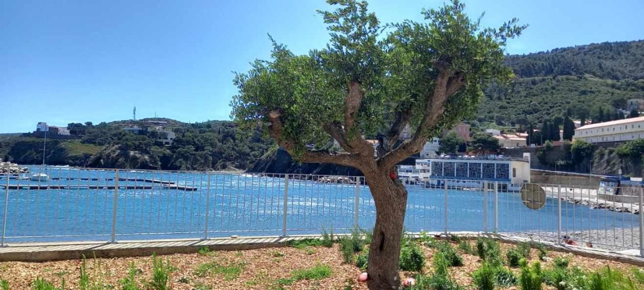 Appart F3 A 150 M De La Plage Avec Parking Prive Cerbère Kültér fotó