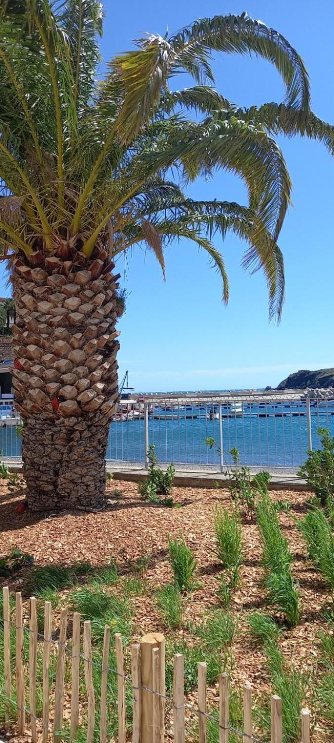 Appart F3 A 150 M De La Plage Avec Parking Prive Cerbère Kültér fotó